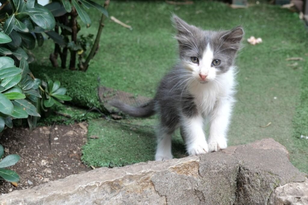 Meeting the very cutest residents in Kotor Old Town - the cats!