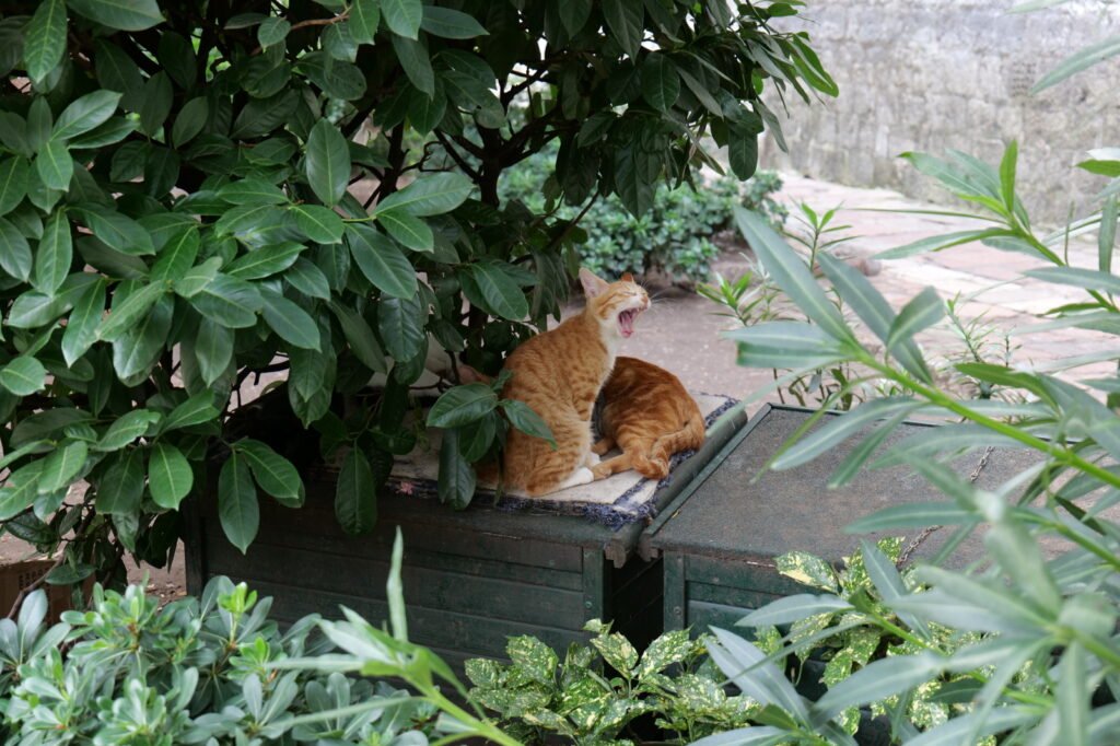 Spending more time with the local cats in my favourite park in Kotor - Trg od drva! A true highlight of my Montenegro itinerary!