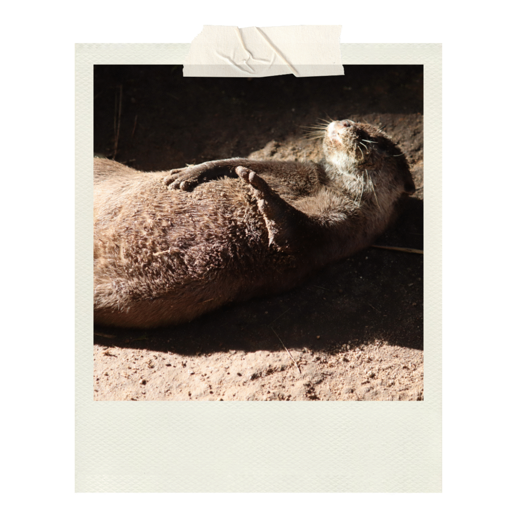 A rescued otter sunbathing in the Alameda Wildlife Sanctuary.
