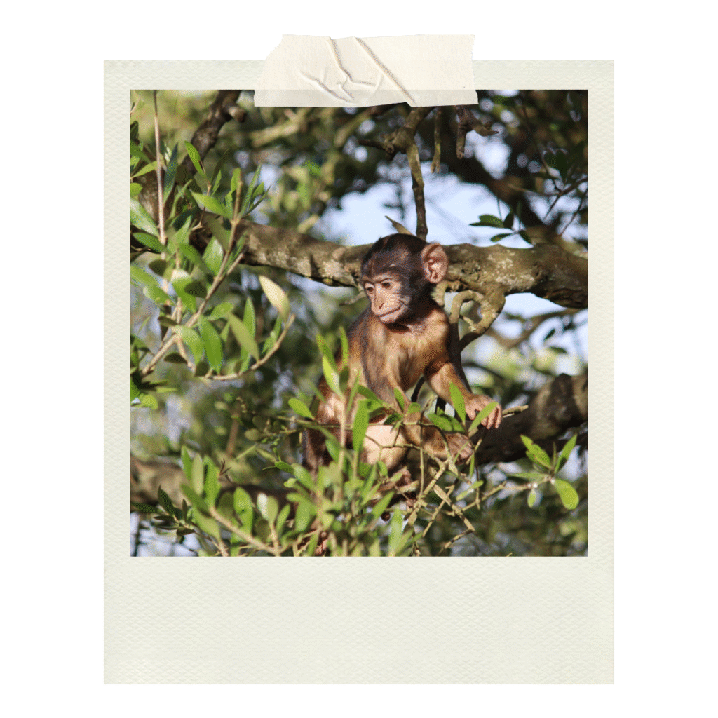 A baby barbary macaque