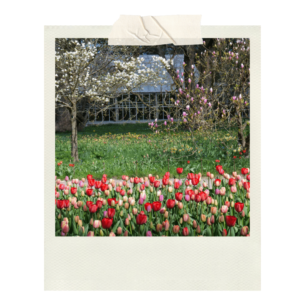 Stunning tulips and blossoms in Lund botanic garden (which is free to visit!)