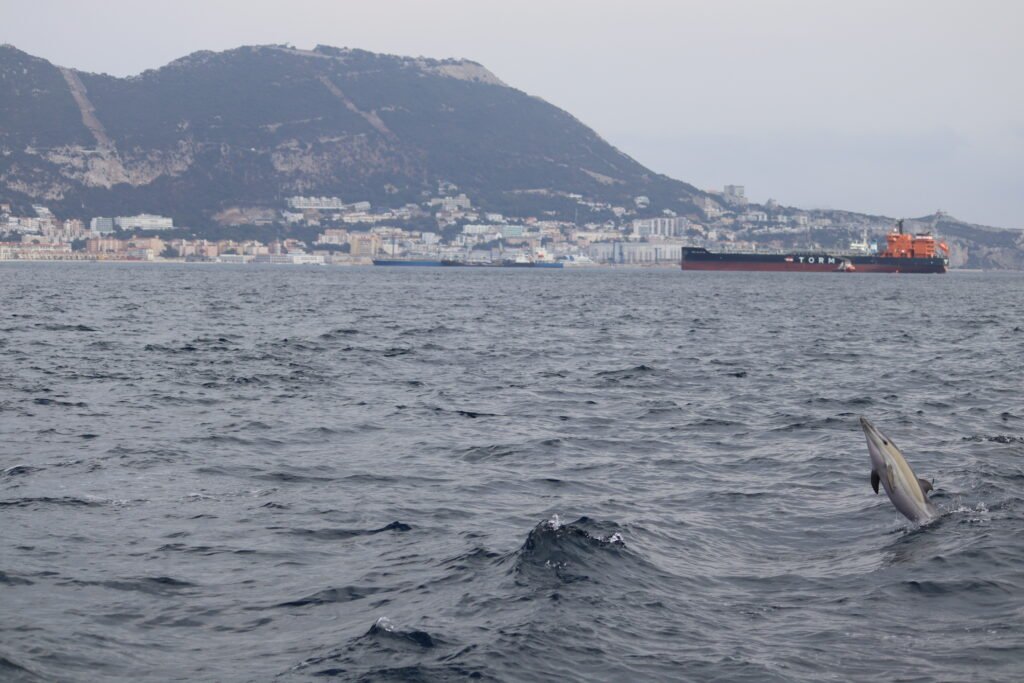 Watching the dolphins jump and play in front of Gibraltar's iconic Rock!