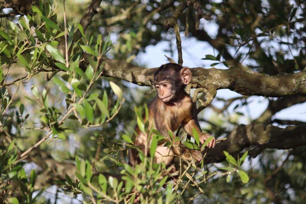 A baby macaque playing in the trees in the nature reserve!