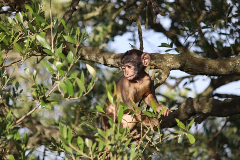 I Moved to Gibraltar for a Year – Here’s Exactly How to Plan Your Perfect Summer Getaway