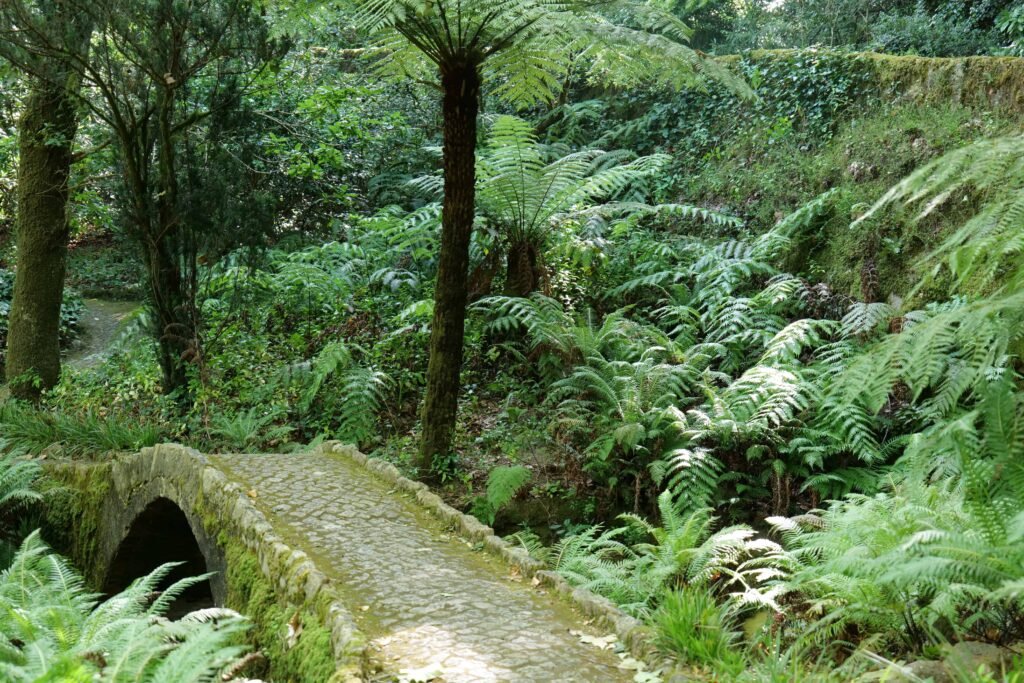 More hidden paths in the Pena Palace gardens!