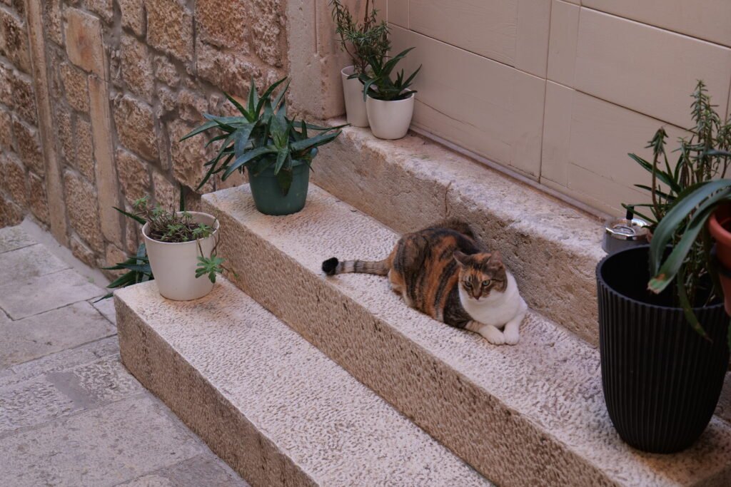 A local cat shade-bathing on a step in the old town!