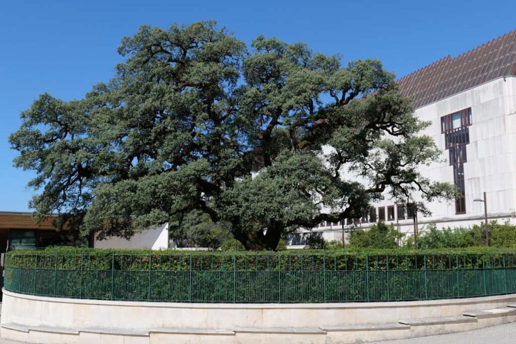 The tree that features in the apparitions of Fatima