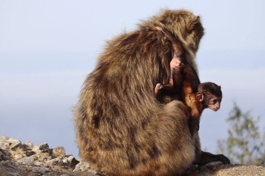 A mamma and baby barbary macaque hanging out at the Top of The Rock! Is Gibraltar Safe For Solo Female Travellers?
