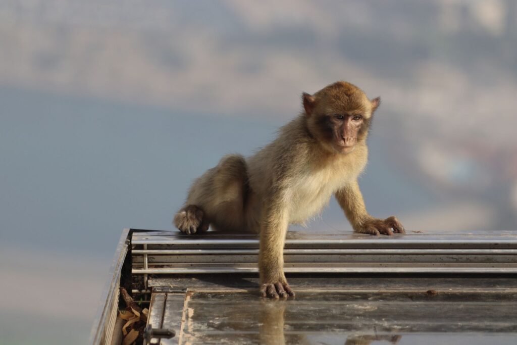 There's never a bad season to see Gibraltar's barbary macaques!