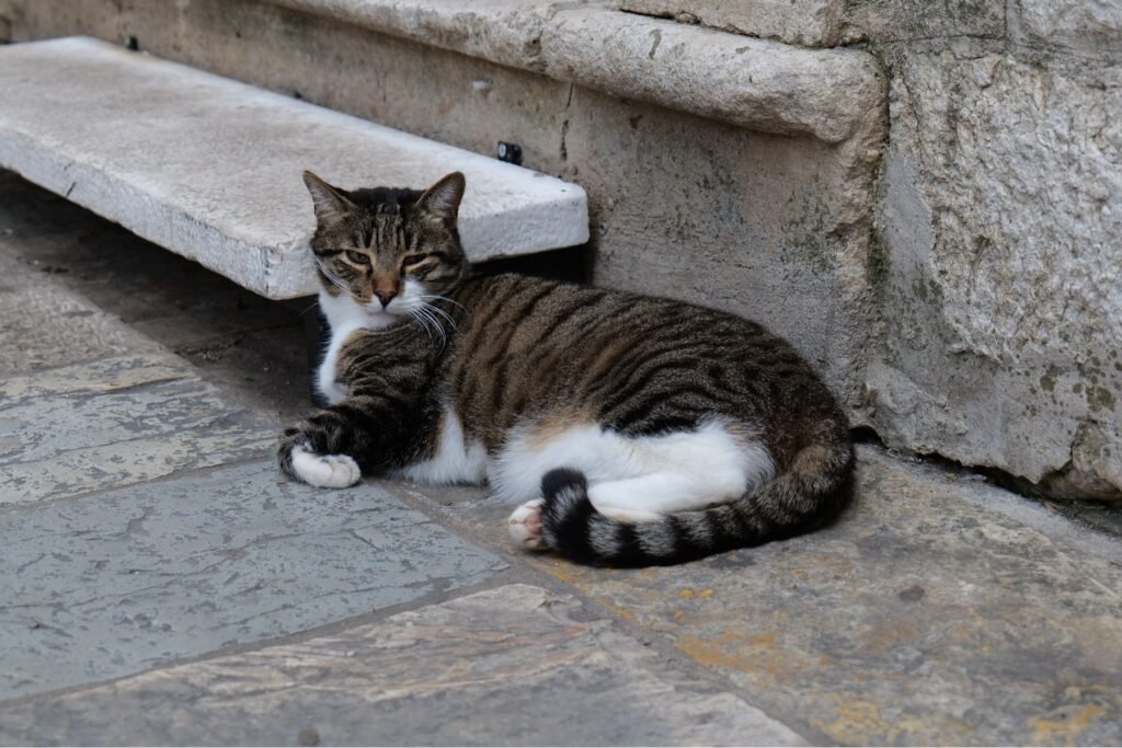 Budva's cutest locals!