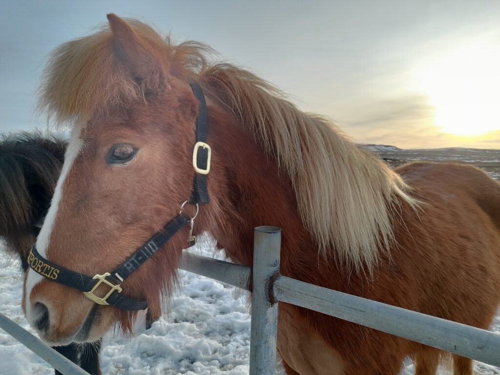 Meeting adorable Icelandic horses!