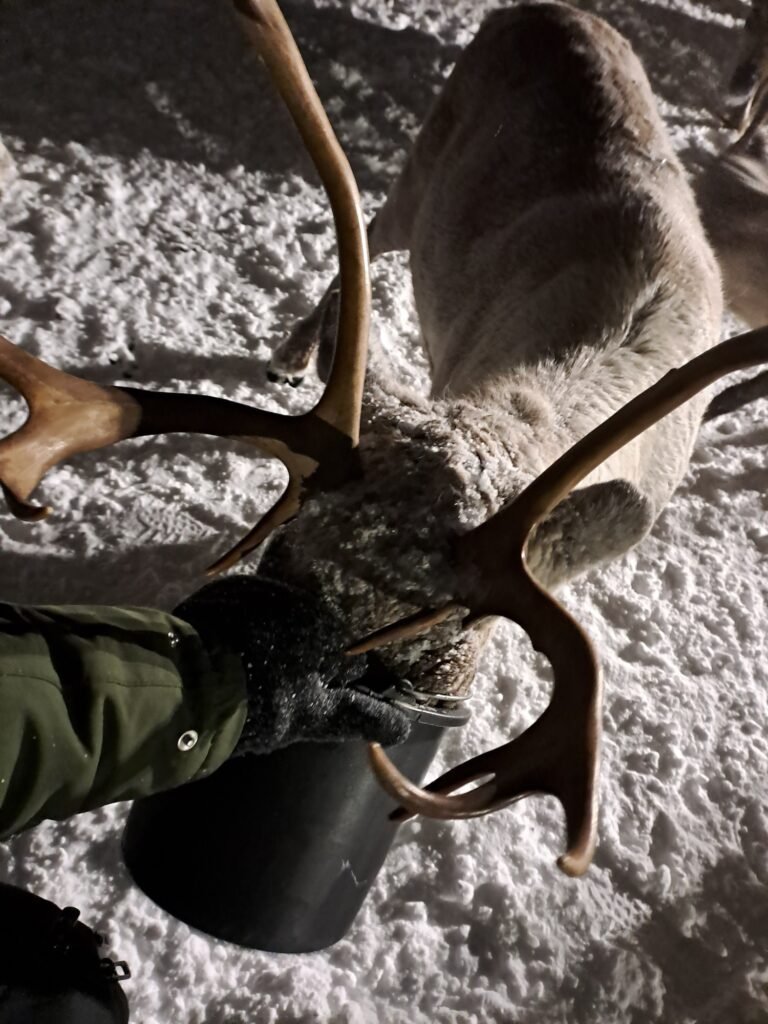 Feeding a reindeer in the middle of a snowstorm was definitely a surreal experience but also one of the best things to do in Tromso in winter!
