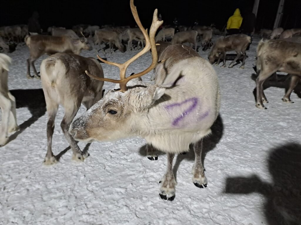 Meeting the Reindeer with the local Sámi guides!