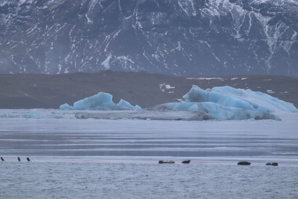 Seals at the Glacier Lagoon!