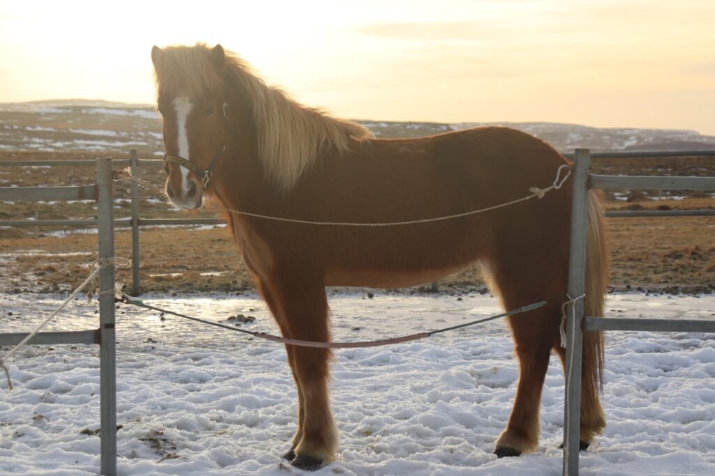 Meeting Icelandic Horses in the Golden Circle in winter!