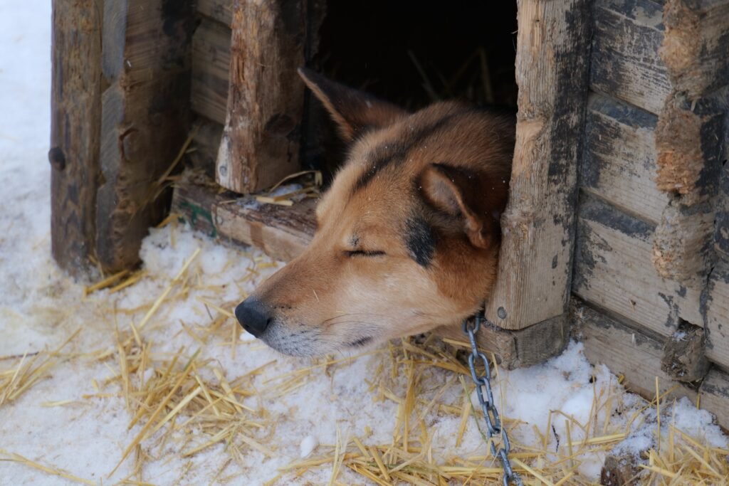 An adorable sled dog from when I went sledding in Kirkenes!