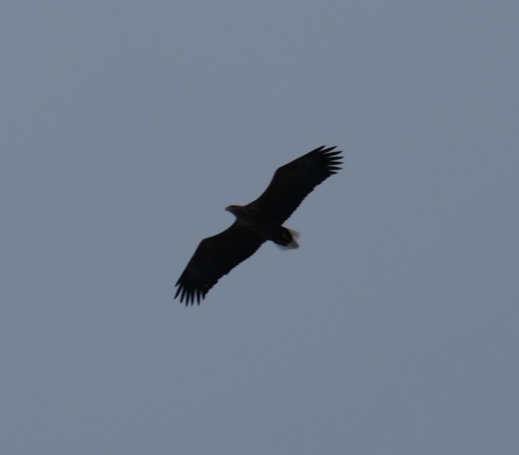 A sea eagle flying over the Raftsund near Svolvaer! Seeing these beautiful birds is one of the best things to do in Svolvaer, Norway!