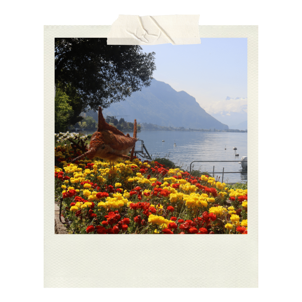 Walking along the waterfront in Montreux, admiring the stunning floral displays!