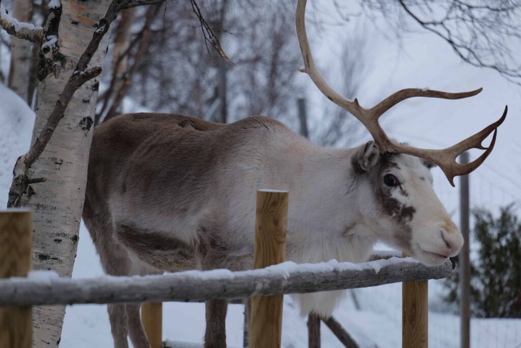 Meeting the reindeer on an excursion in Kirkenes!