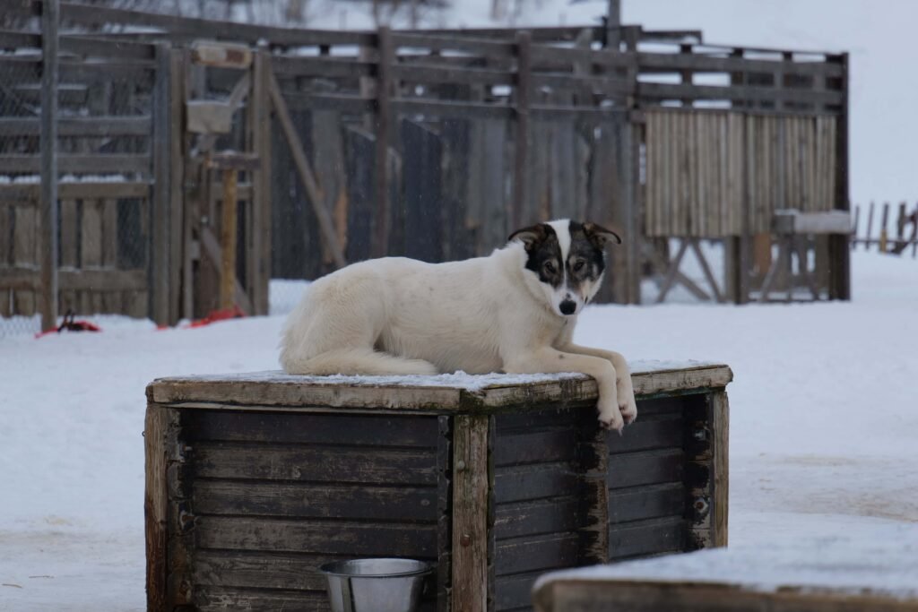 Meeting the most adorable huskies!