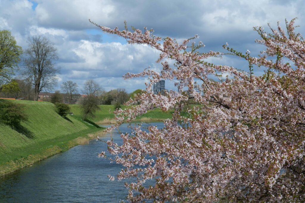 Cherry blossoms in Copenhagen!