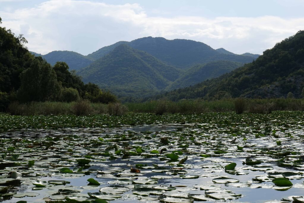 I visited in late September, so the lilies had gone off, but it was still beautiful!