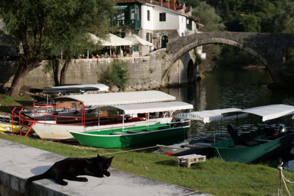 A local cat relaxing in Rijeka Crnojevića