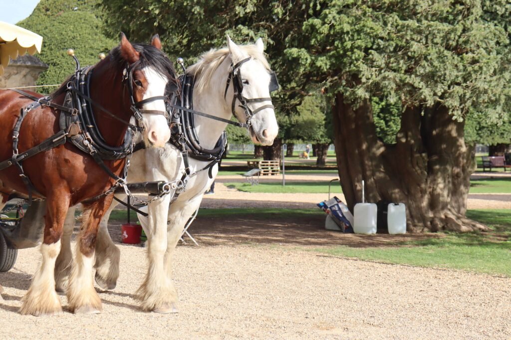 Shire Horses at Hampton Court