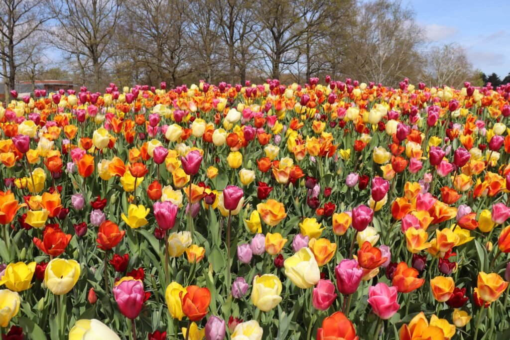 Tulips at Keukenhof Gardens