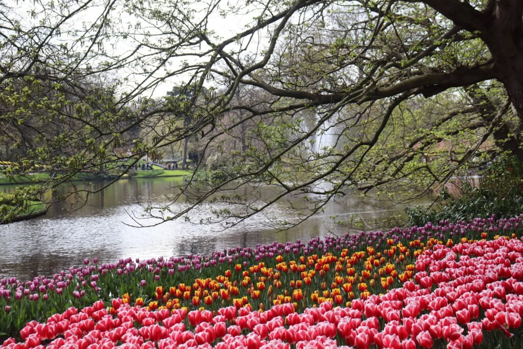 Tulips at Keukenhof Gardens