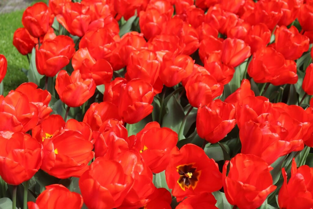 Tulips at Keukenhof Gardens
