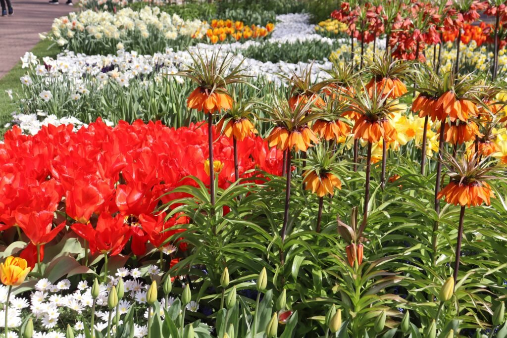 Tulips and spring blooms at Keukenhof Gardens