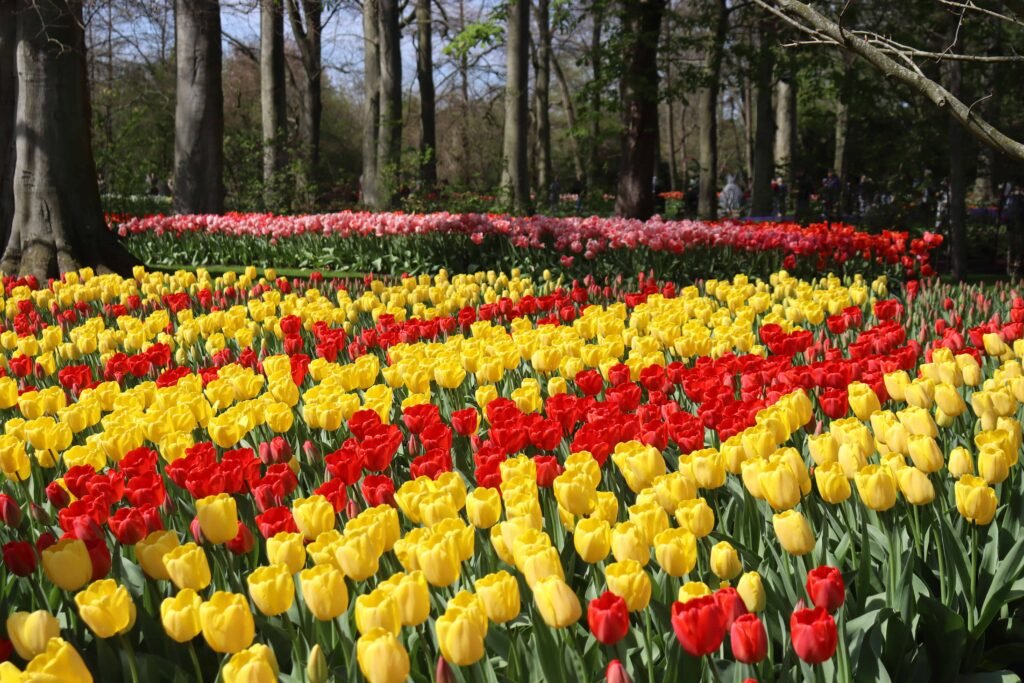 Tulips at Keukenhof Gardens