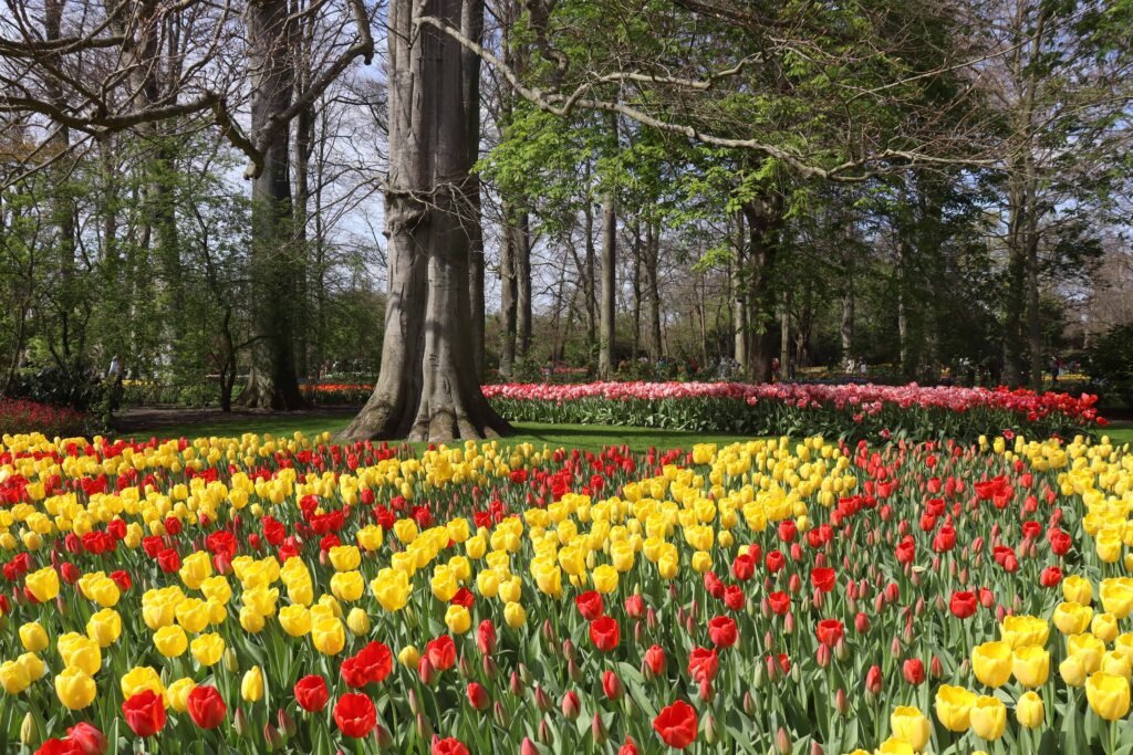 A whole carpet of stunning, colourful tulips at Keukenhof!