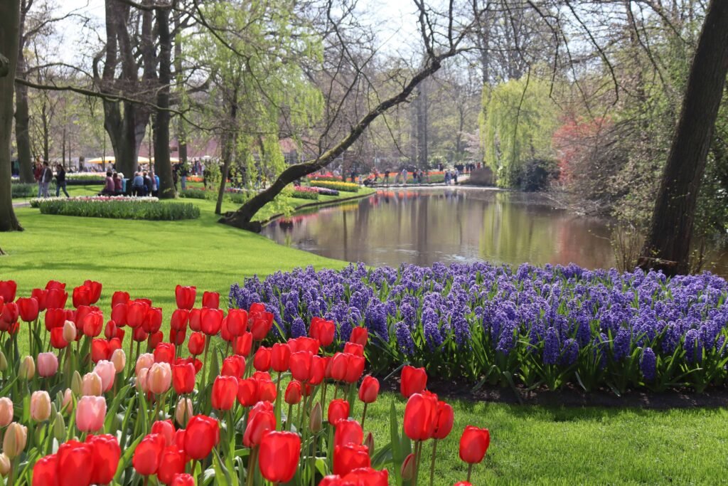 Tulips at Keukenhof Gardens