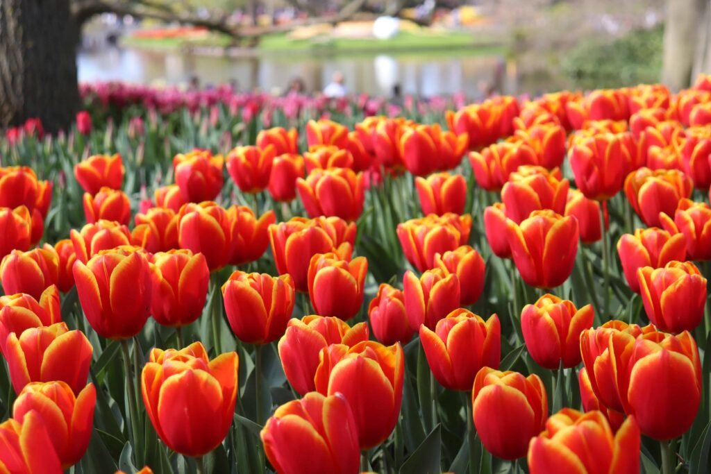 Tulips at Keukenhof Gardens