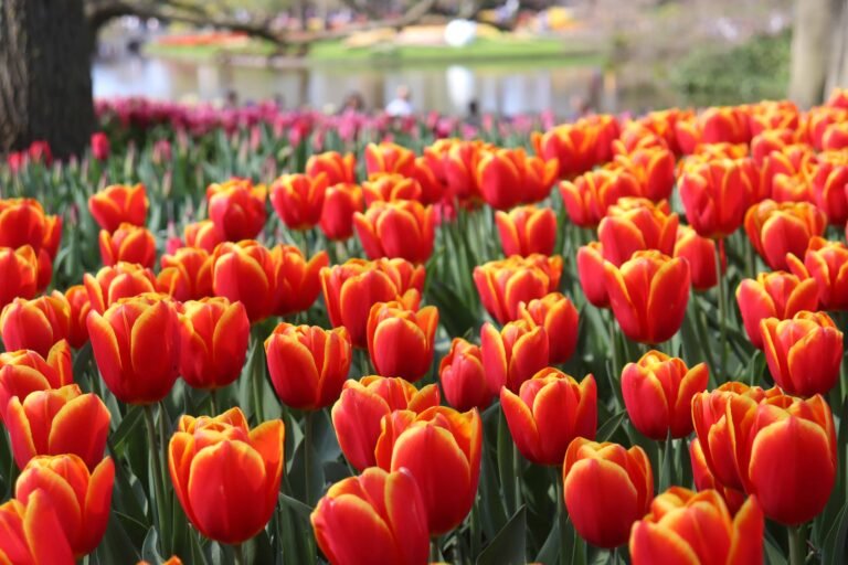 How to Visit The Keukenhof Tulips From Amsterdam (2026)