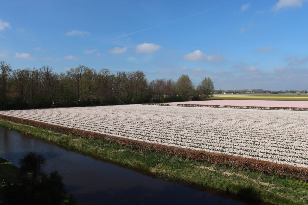 Tulip fields in The Netherlands
