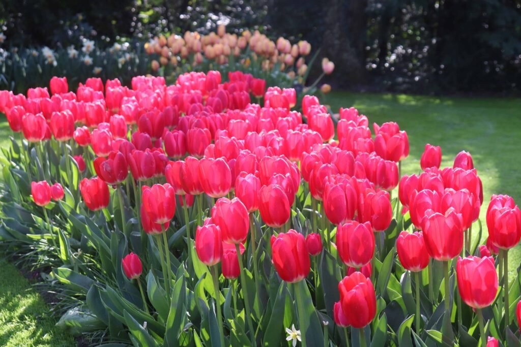 Tulips at Keukenhof Gardens
