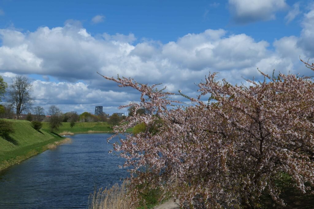 Blossoms by the water near Gefion Fountain
