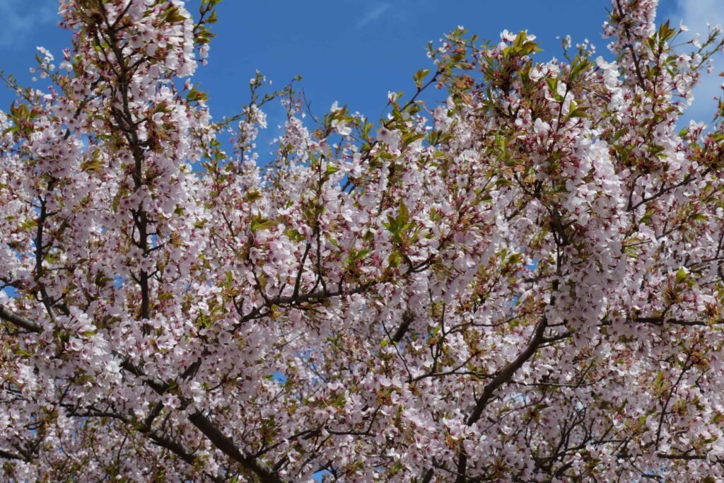 Vibrant blossoms in the early morning light