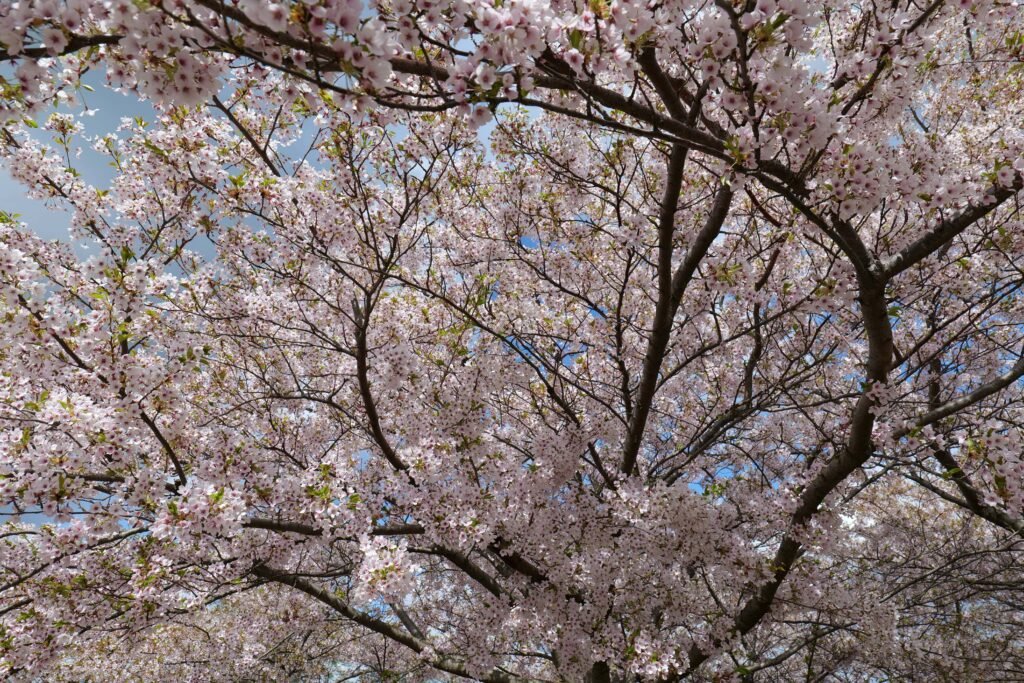 Cherry blossoms overhead in Copenhagen