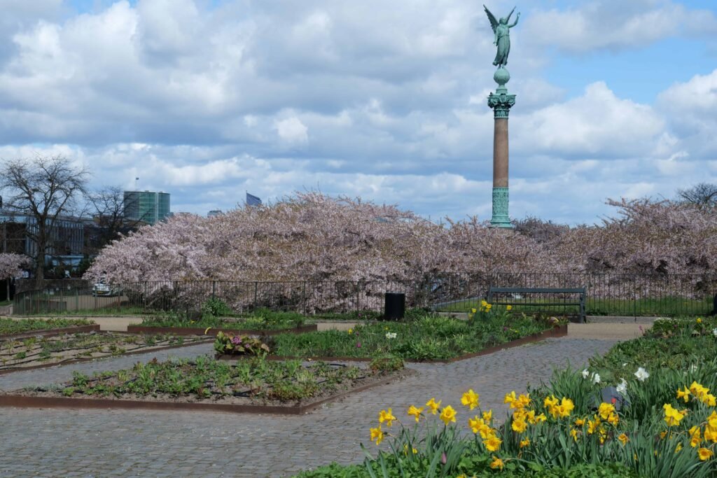 Looking out over the blossoms from above in Langelinie Park