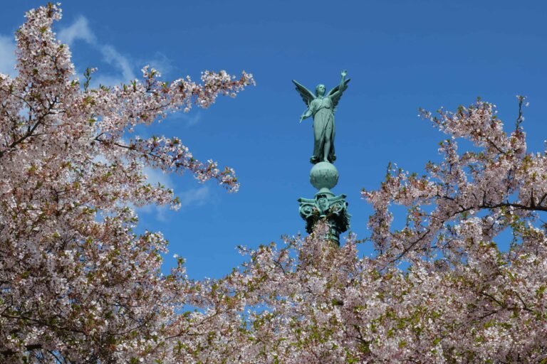 Where to See Cherry Blossoms in Copenhagen (2026)