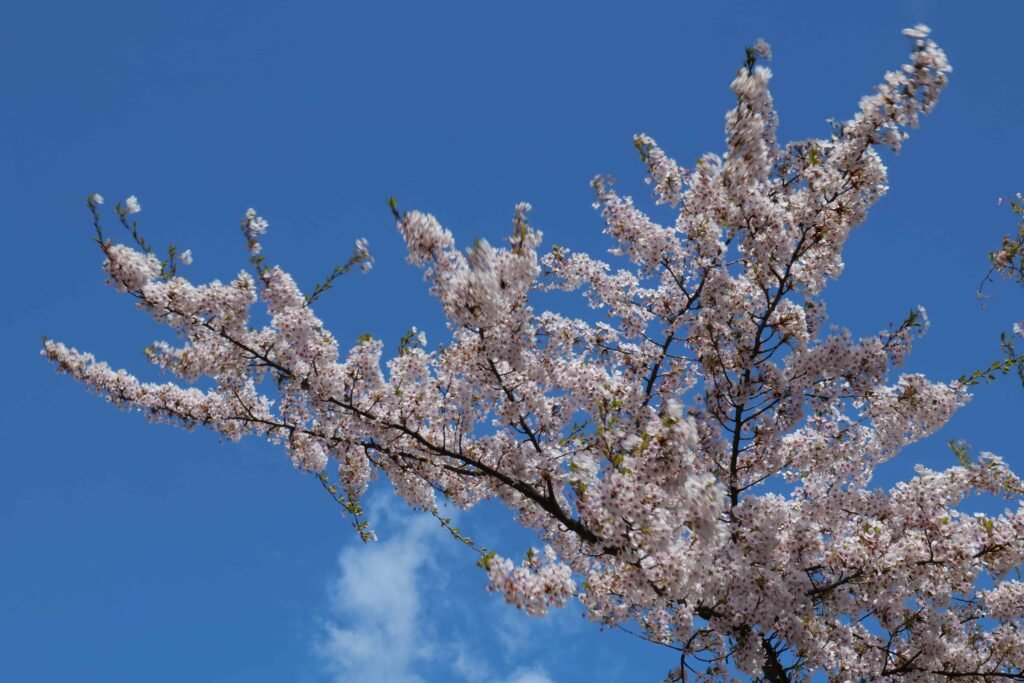 A close-up of blossoms in Copenhagen