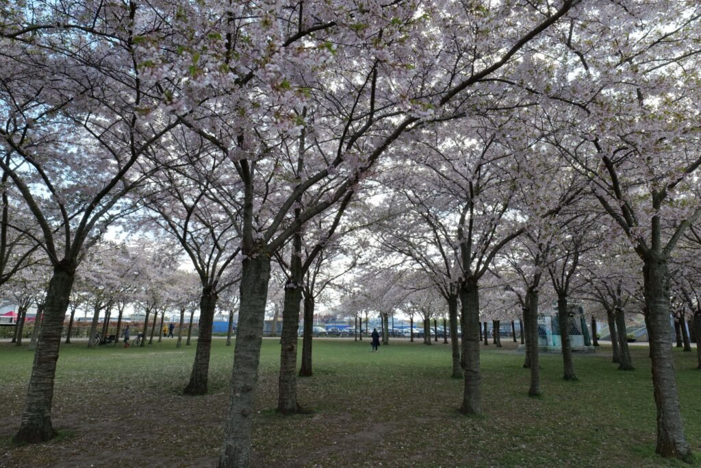 Walking under the blossom trees in the park
