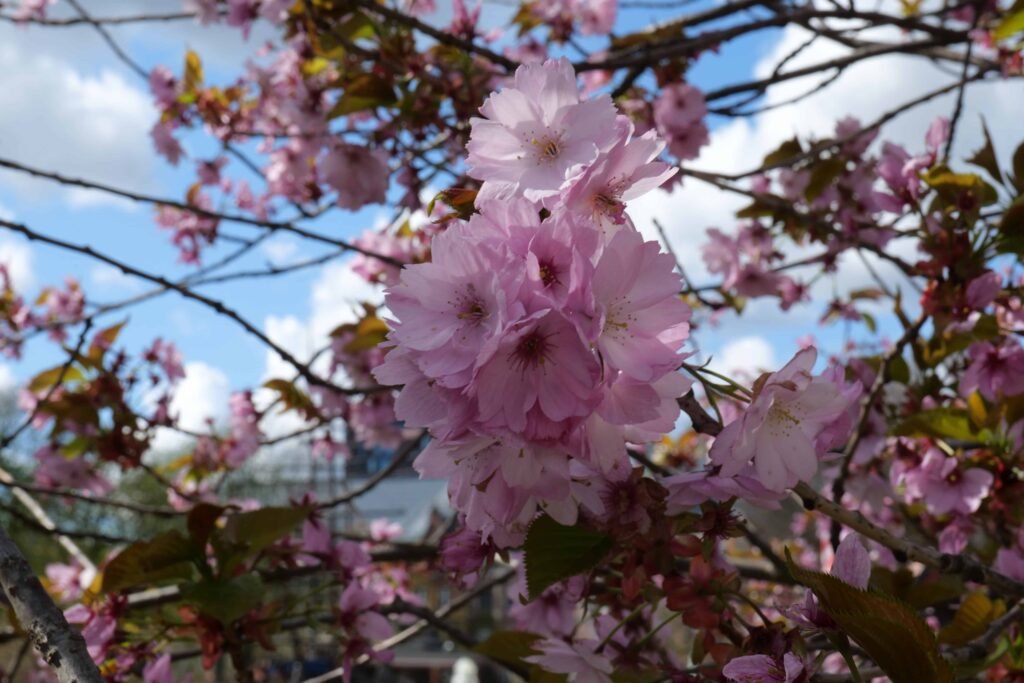 Cherry blossoms in Copenhagen in late April!
