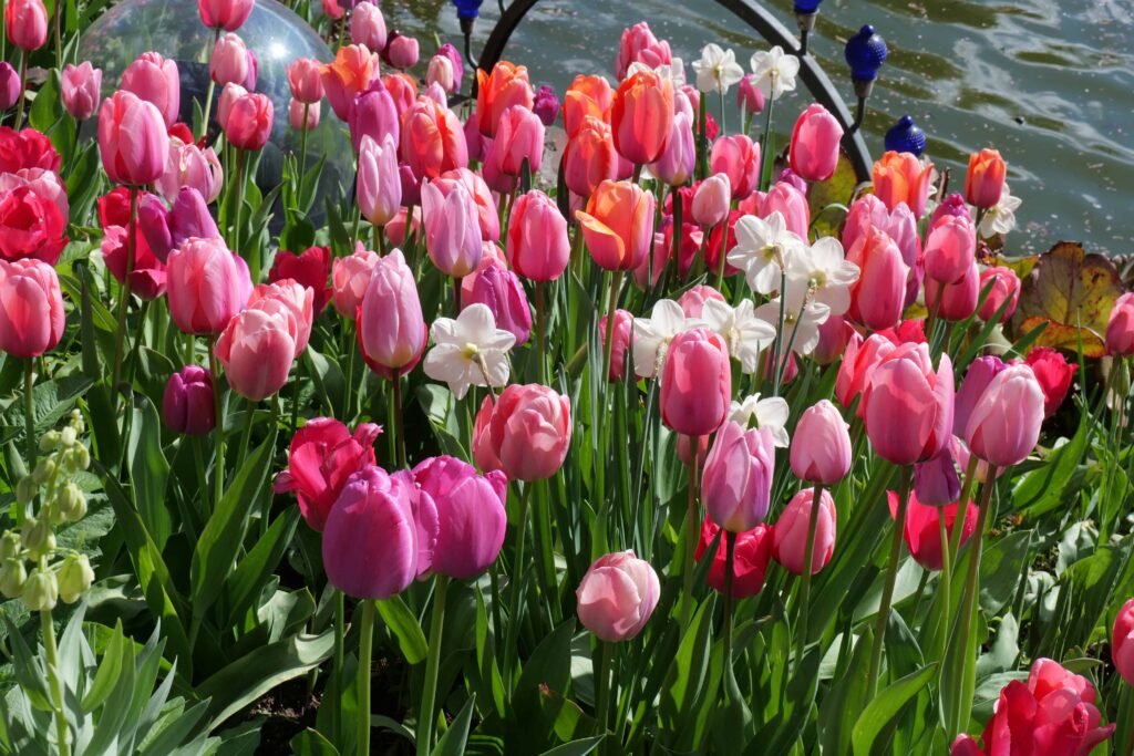 Spring tulips at Tivoli!