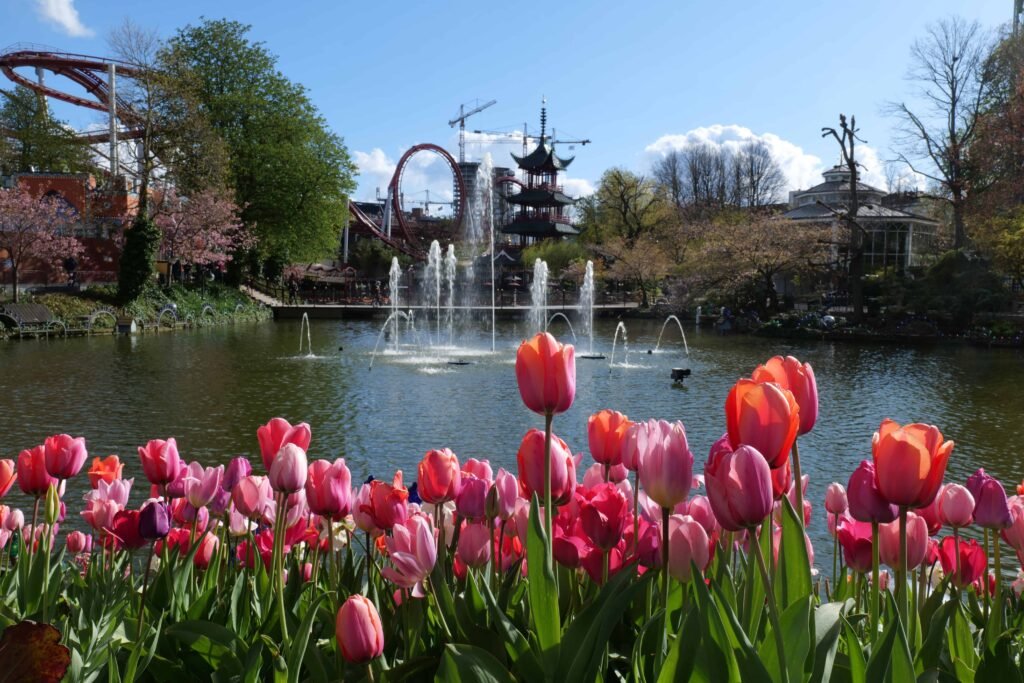 Beautiful spring Tulips in Tivoli!