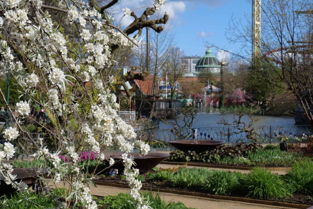 White blossom in Tivoli Gardens